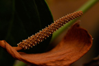 Peace Lily Flower